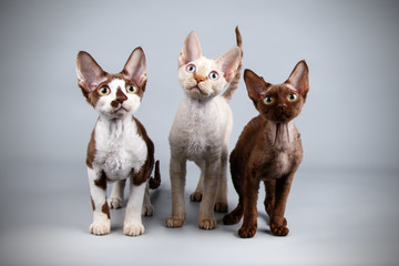 Devon rex cat on colored backgrounds