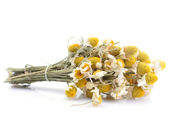Dried flowers of medical daisies on a white background
