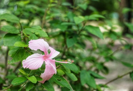 Chinese Flower Pink Nature Background Green Hibiscus Rosa 
