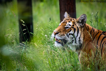 Tiger lounging in the sun
