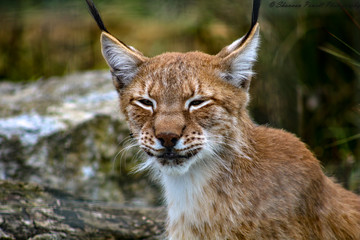 Lynx