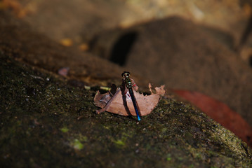 Closeup of dragonfly on dry leaf