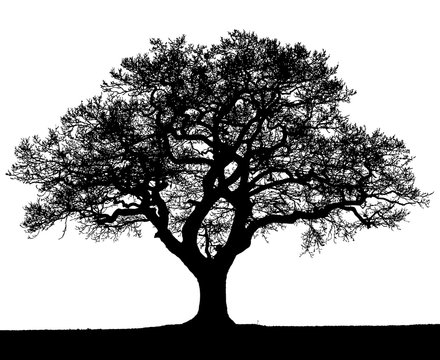 Black and white silhouette of an autumn tree.