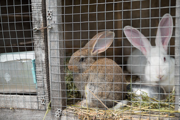 Two sad bunnies looking through the metal wire frame of cage