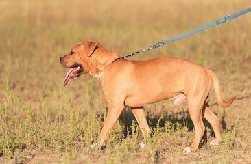 Strong and beautiful American staffordshire terrier portrait