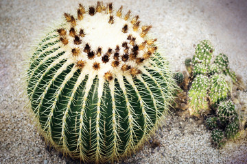 Big round cactus close-up. Top view