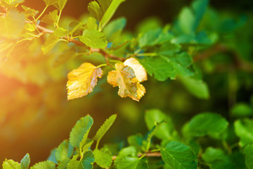 Soon autumn, the leaves turn golden