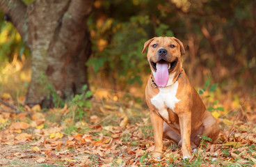Strong and beautiful American staffordshire in the autumn park