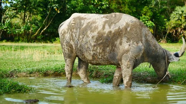 Animal wildlife video The buffalo in the countryside of Thailand ar defecating  in the pound  at field of agriculture and livestock concept.