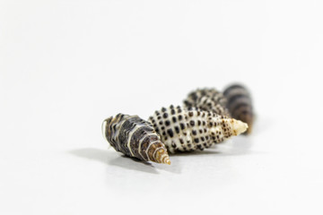 Detail shoot of couple seashells on white background