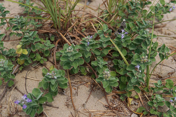 4K vitex