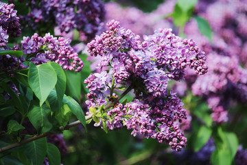 A branch of lilac in spring