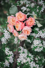 a bridal bouquet of pink, peach, orange austine english roses lies on flowering apricot branches, apple and almond trees