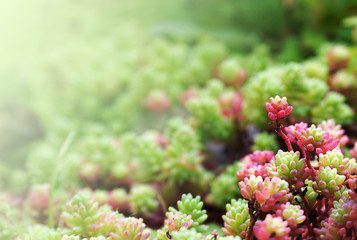 Green succulent background