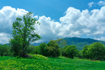 初夏の笹ヶ峰高原