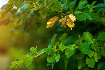 Soon autumn, the leaves turn golden
