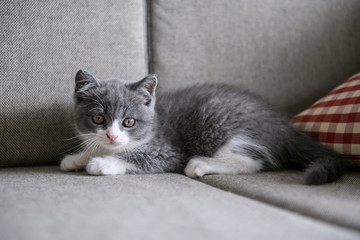 Cute British short hair cat