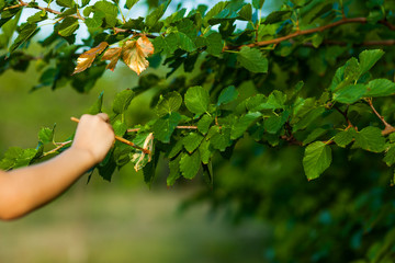 Kid painting on leaves