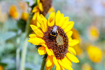 Hummel auf Sonnenblume © Cpro