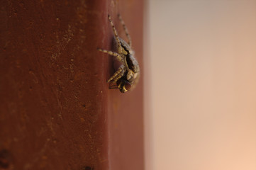 africa,angola,animal,arachnid,background,beautiful,beige,brown,bug,closeup,concept,death,detail,discover,environment,epic fail,fauna,fly,gotcha,home,house,hunt,insect,insects,landscape,life,macro,natu