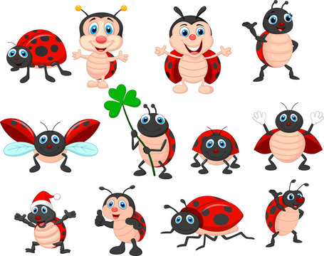 Cartoon ladybug collection set