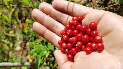 Red lingonberry on a palm on a forest background