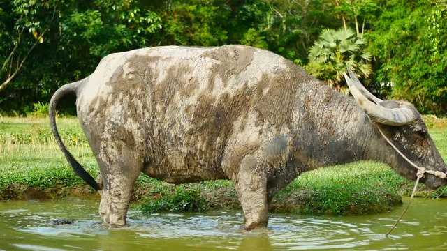 Animal wildlife video The buffalo in the countryside of Thailand eats grass in the field of agriculture and livestock concept.