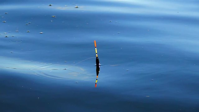 Fishing. Caught crucian carp on a hook