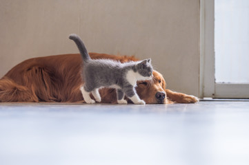 The Golden retriever and the kitten