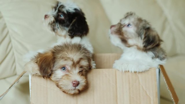 Funny puppies in the box. Unexpected gift or surprise