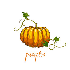 Pumpkin. Pumpkin for Thanksgiving. Cartoon style
