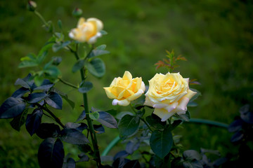 Art photo rose petals isolated on the natural blurred background with clipping path. Closeup. For design, texture, background. Nature.