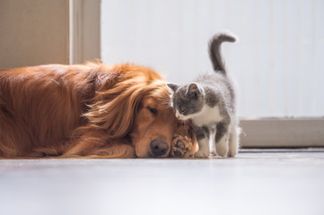 The Golden retriever and the kitten