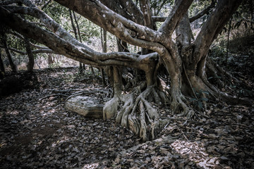 big tree trunk and branch with sunlight vertical shot of tree in a green forest background
