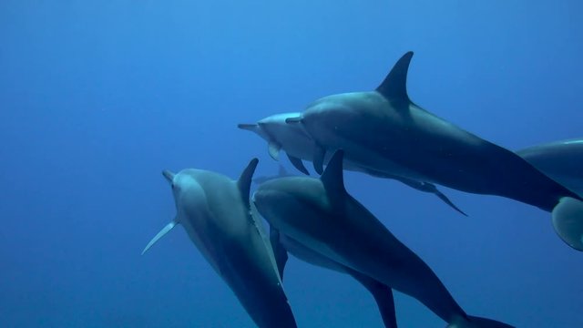 dolphin pod