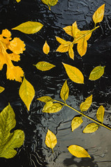 Fototapeta na wymiar Creative layout of colorful yellow autumn leaves.