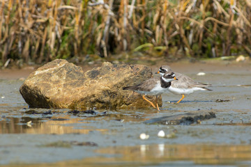 Common ringed plover on the west coast in Sweden