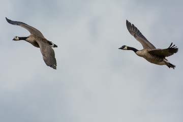 Flying canada goose on the west coast in Sweden