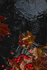 Fototapeta na wymiar Autumn background with autumn maple red leaves and viburnum berries