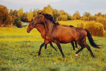 Two bay horses gallop along the green grass at sunset