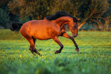 Fototapeta premium Bay horse gallops along the green grass at sunset