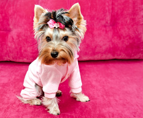 Beautiful puppy yorkshire terrier in the clothing with bow sitting on the sofa