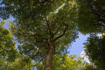 Looking up into the canopies of beech trees on a summers day with blue sky in the background