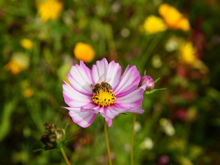 Garten,Sommergarten,Sommerblumen