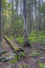 Obraz premium Sullivan County forest