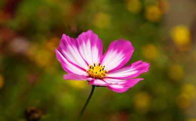 Garten,Sommergarten,Sommerblumen