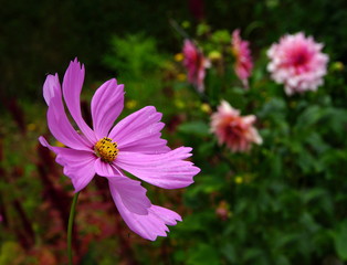 Garten,Sommergarten,Sommerblumen