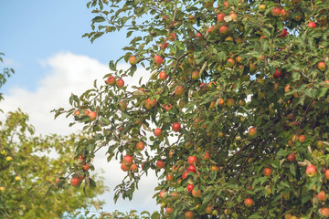 Fototapeta na wymiar apple tree branches with a large number of apples against the blue sky and clouds, fruits of red, green, yellow hues and color, harvest