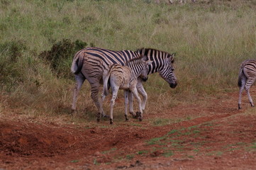 Fototapeta na wymiar Zebra mit Jungem