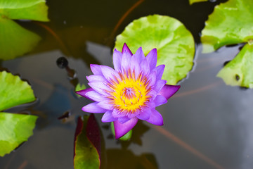 睡蓮の花のクローズアップ